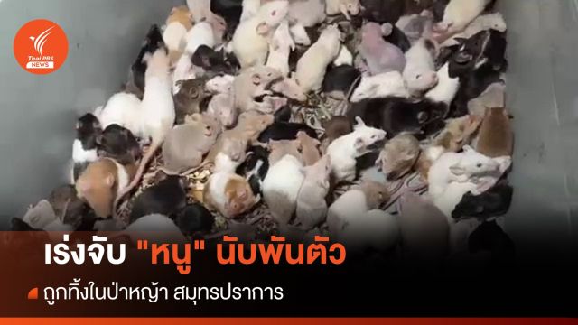 เร่งจับ "หนู" นับพันตัว ถูกทิ้งในป่าหญ้าสมุทรปราการ