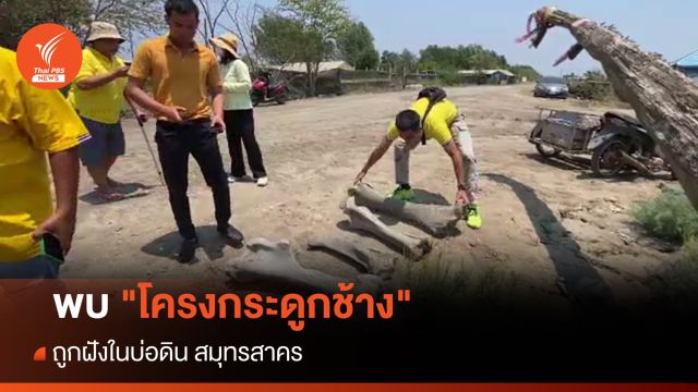 พบ "โครงกระดูกช้าง" ถูกฝังในบ่อดิน สมุทรสาคร  