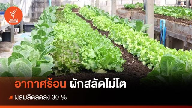 อากาศร้อนผักสลัดไม่โต ผลผลิตลด 30 %