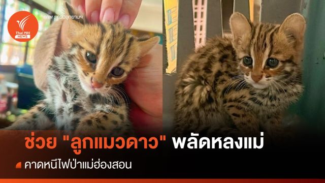 ช่วย "ลูกแมวดาว" พลัดหลงแม่ คาดหนีไฟป่า