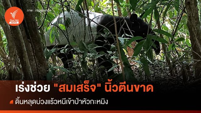 เร่งช่วย "สมเสร็จ" นิ้วตีนขาด ดิ้นหลุดบ่วงแร้วหนีเข้าป่า