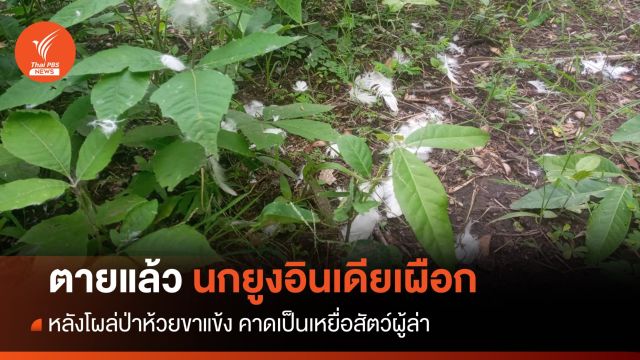ตายแล้ว! นกยูงอินเดียสีขาวเจอแค่ขน-คาดเป็นเหยื่อสัตว์ผู้ล่า