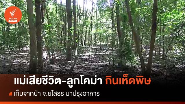 แม่เสียชีวิต-ลูกโคม่า หลังกินเห็ดพิษในป่า จ.ยโสธร 