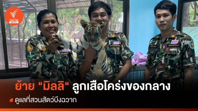 ย้าย "มิลลิ" ลูกเสือโคร่งของกลาง ไปสวนสัตว์บึงฉวาก
