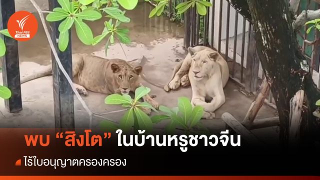 ค้นบ้านหรู "ชาวจีน" พบสิงโต 2 ตัว ไร้ใบอนุญาตครอบครอง