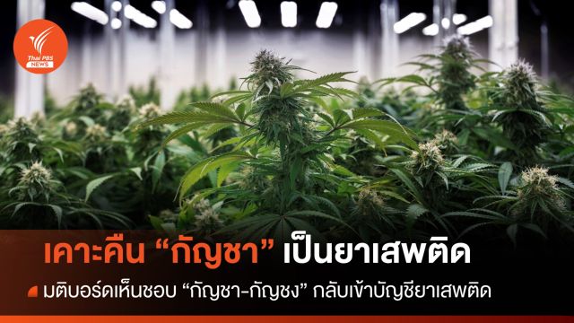 บอร์ดยาเสพติดมีมติให้คืน "กัญชา-กัญชง" กลับเป็นยาเสพติด