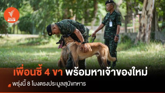  56 สุนัขทหาร พร้อมส่งต่อเจ้าของใหม่ 