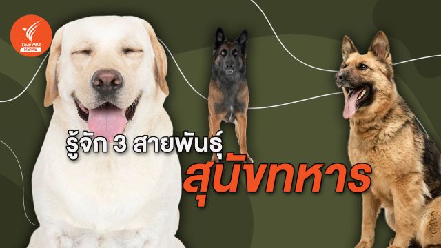 รู้จัก 3 สายพันธุ์ "สุนัขทหาร"  ฮีโร่สี่ขาผู้กล้าหาญ - ใจดี 