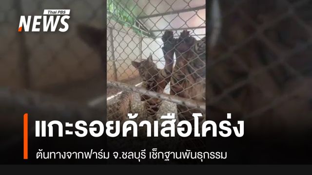 แกะรอย "ฟาร์มดัง" เอี่ยวขบวนการค้าเสือข้ามชาติ