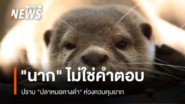 "นาก" ไม่ใช่คำตอบปราบ "ปลาหมอคางดำ" ห่วงควบคุมยาก
