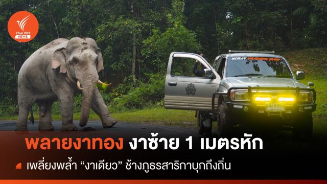 ตามหา "งา 1 ม." พลายงาทอง เพลี่ยงพล้ำศึกชนช้างเขาใหญ่ 