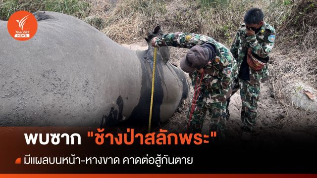 พบซาก "ช้างป่าสลักพระ" มีแผลบนหน้า-หางขาด คาดต่อสู้กันตาย