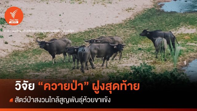 หาดูยาก! "ควายป่า" ฝูงสุดท้ายห้วยขาแข้งอวดโฉมโชว์ 