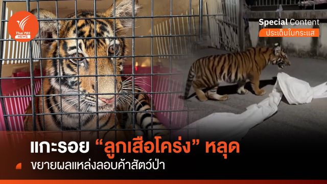 แกะรอยฟาร์มดัง สวม "สิงโต" เป็น "ลูกเสือโคร่ง"  