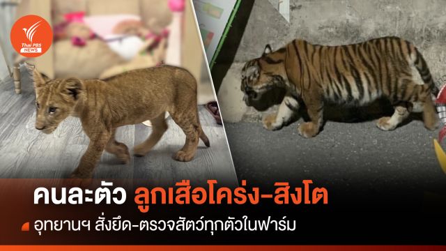 คนละตัว! ลูกเสือโคร่ง-สิงโต กรมอุทยานฯ สั่งยึด-เช็กสัตว์ทุกตัว