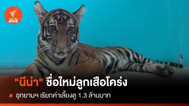 "นีน่า" ชื่อใหม่ลูกเสือโคร่ง-เรียกค่าเลี้ยงดู 1.3 ล้านบาท  