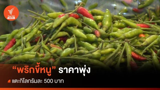 แพงมาก! พริกขี้หนู ราคาพุ่งแตะกิโลกรัมละ 500 บาท