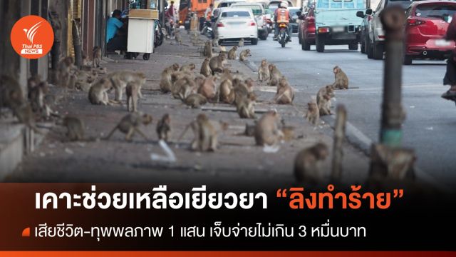 เคาะช่วยเหลือเยียวยา “ลิงทำร้าย” เจ็บจ่ายไม่เกิน 3 หมื่น 
