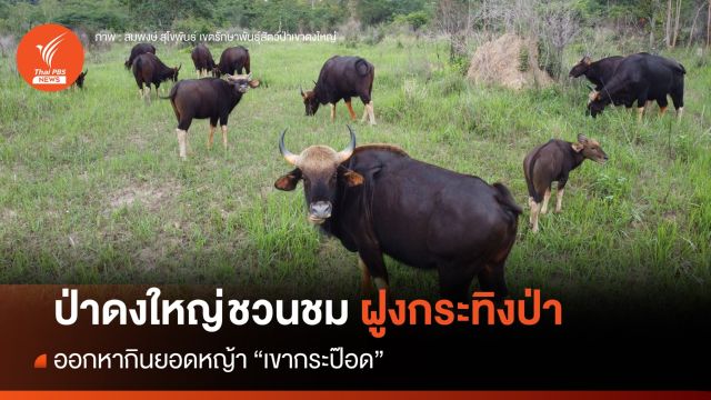 ป่าดงใหญ่เตรียมให้ นทท. เข้าชมฝูงกระทิงป่าออกหากินเขากระป๊อด