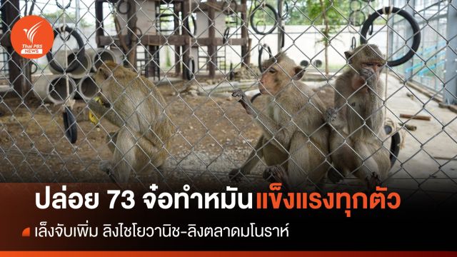 73 จ๋อสุขภาพดีหลังทำหมัน อส.ยึดหลัก "คนพ้นทุกข์ ลิงเป็นสุข"