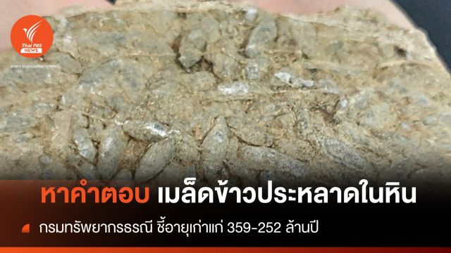 กรมทรัพยากรธรณี เฉลยให้ "เมล็ดข้าวประหลาดในหิน" คืออะไร