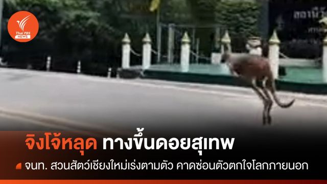 หนีเที่ยว! จิงโจ้สวนสัตว์เชียงใหม่หลุด จนท.เร่งตามตัวกลับกรง