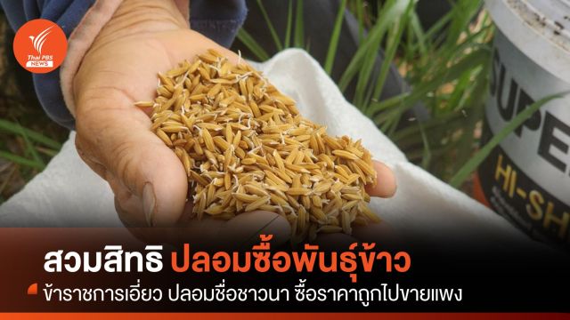 สวมสิทธิชาวนา! ปลอมชื่อซื้อ “พันธุ์ข้าว” ราคาถูกไปขายแพง