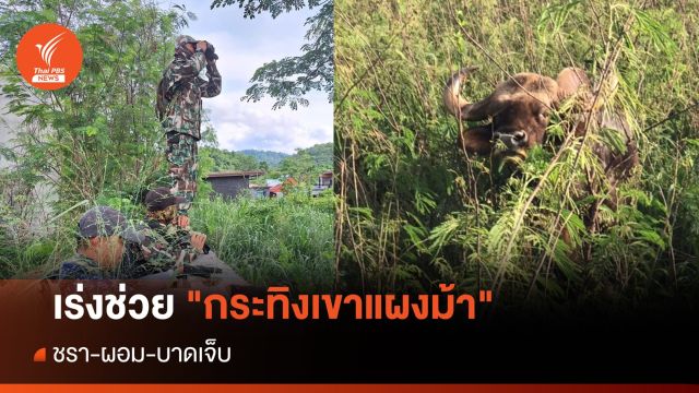 เร่งช่วย "กระทิงเขาแผงม้า" ชรา-บาดเจ็บ ยังเคลื่อนย้ายไม่ได้