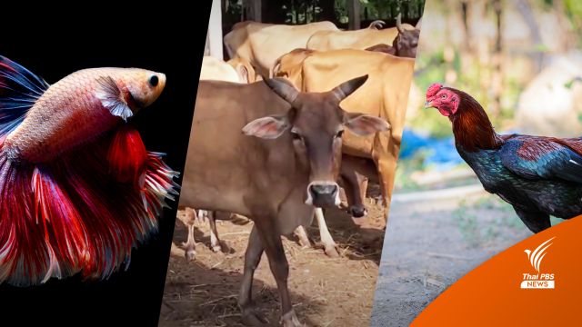 "วัวชน-ไก่ชน-ปลากัด"  อนุรักษ์ประเพณี หรือทรมานสัตว์? 
