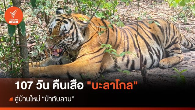 107 วัน คืนเสือ "บะลาโกล" สู่บ้านใหม่ "ป่าทับลาน"