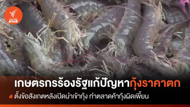 เกษตรกรร้องรัฐบาลแก้ปัญหากุ้งราคาตก