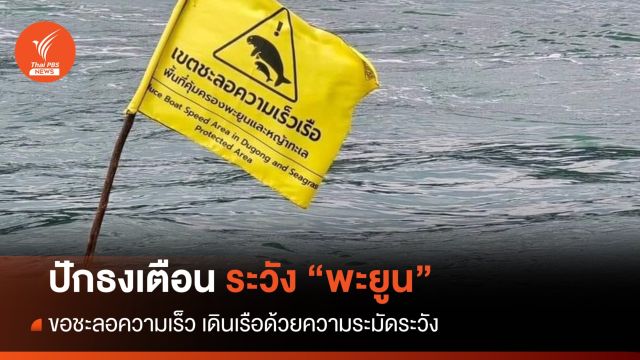 อช.หมู่เกาะพีพี ปักธงเตือน ระวัง "พะยูน"   ขอลดความเร็ว-ระมัดระวังเดินเรือ