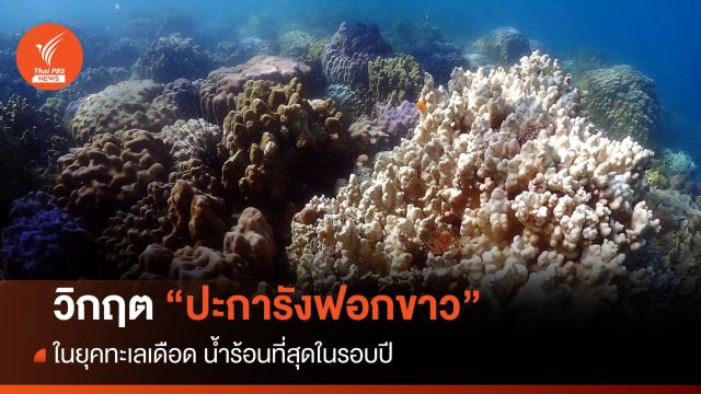 วิกฤต "ปะการังฟอกขาว" ในยุคทะเลเดือด