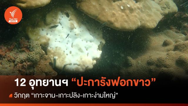 12 อุทยานฯ ปะการังฟอกขาว วิกฤตเกาะจาน-เกาะปลิง-เกาะง่ามใหญ่