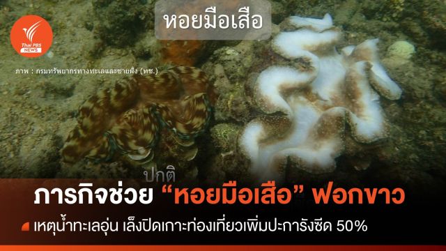 ทช.ย้ายหอยมือเสือฟอกขาว น้ำทะเลอุ่น เล็งปิดเกาะท่องเที่ยวเพิ่ม