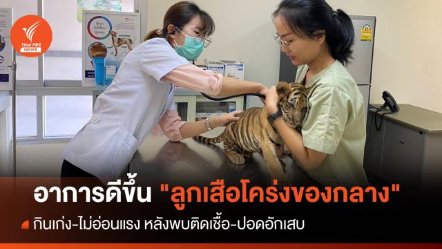 อาการดีขึ้น "ลูกเสือโคร่งของกลาง" กินเก่ง-ไม่อ่อนแรง   