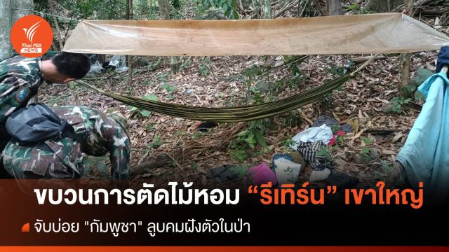 ขบวนการตัดไม้หอมรีเทิร์น "กัมพูชา" ลูบคมลุยป่าเขาใหญ่ 