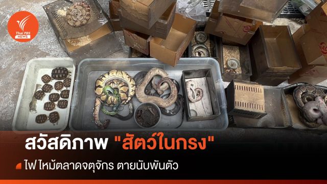มูลนิธิสัตว์ ตั้งคำถามสวัสดิภาพ "สัตว์ในกรง" ไฟไหม้ตลาดจตุจักร 