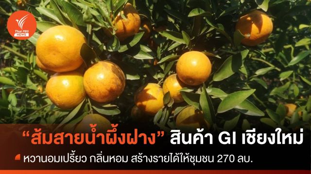 “ส้มสายน้ำผึ้งฝาง” สินค้า GI เชียงใหม่ หวานอมเปรี้ยว กลิ่นหอม 
