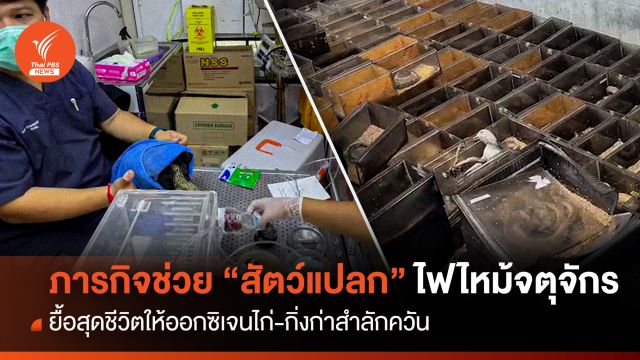ยื้อสุดชีวิต ภารกิจช่วย "สัตว์แปลก" ไฟไหม้จตุจักร