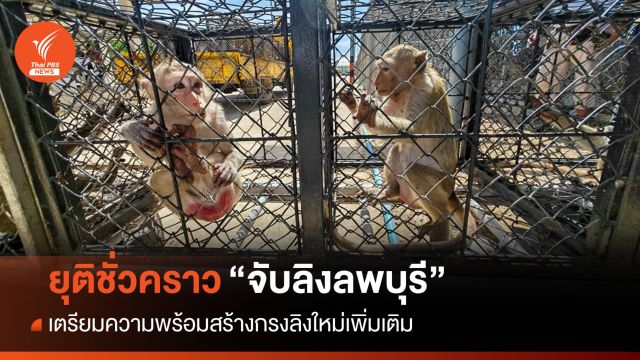 ยุติจับ "ลิงลพบุรี" ชั่วคราวรอสร้างกรงใหม่ - บิ๊กคลีนนิ่งเมือง