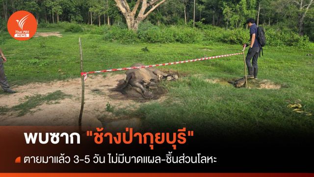พบซาก "ช้างป่ากุยบุรี" ไม่มีบาดแผล-ชิ้นส่วนโลหะ