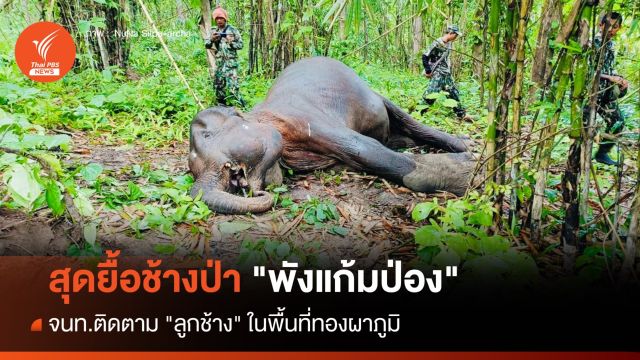 สุดยื้อ "พังแก้มป่อง" ช้างป่าทองผาภูมิ จนท.เร่งตามลูกน้อย