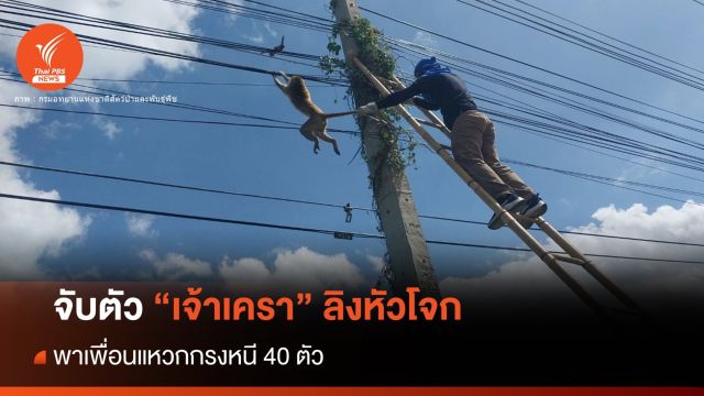 จับ "เจ้าเครา" ลิงหัวโจกพาเพื่อนแหกกรงลพบุรี 40 ตัว