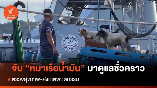 จับ "หมาเรือน้ำมัน" มาดูแลตรวจสุขภาพ-สังเกตพฤติกรรม