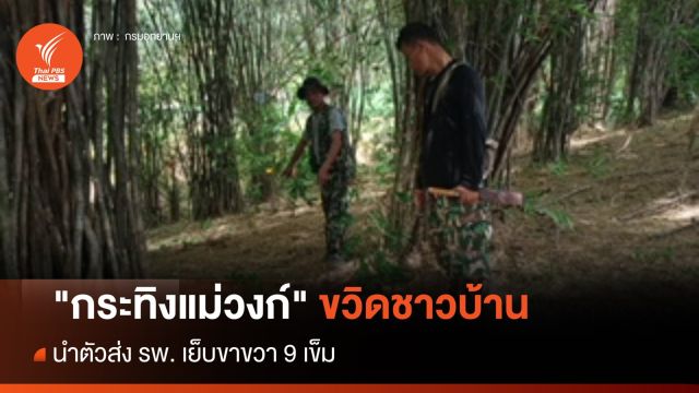 "กระทิงแม่วงก์" ทำร้ายชาวบ้านเจ็บ ส่งตัวรักษา รพ.
