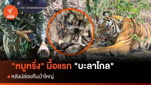 "หมูหริ่ง" มื้อแรกเสือโคร่ง "บะลาโกล" ในป่าใหญ่