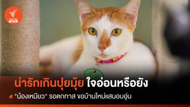 "น้องเหมียว" รอตกทาส ขอบ้านใหม่แสนอบอุ่น 