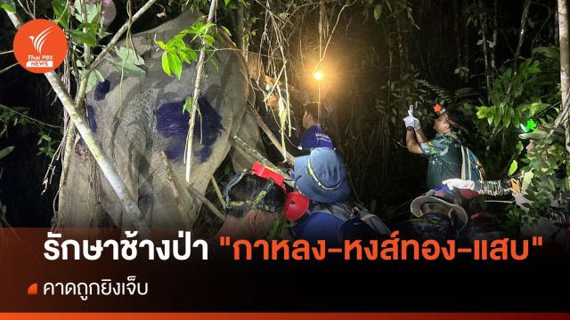 รักษาช้างป่าตราด "กาหลง-หงส์ทอง-แสบ" คาดถูกยิงเจ็บ