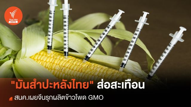"มันสำปะหลัง" ส่อสะเทือน สนค.เผยจีนรุกผลิตข้าวโพด GMO